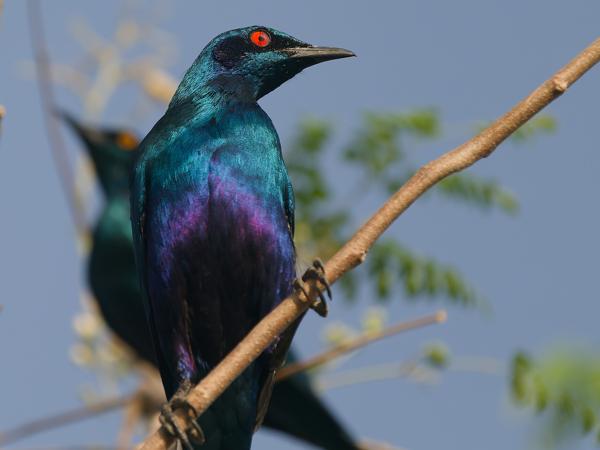 <h3><a href="/trips/gambia/biota/animalia/chordata/aves/040 passeriformes/105 sturnidae/lamprotornis chalybaeus/lamprotornis chalybaeus-nl.html">Lamprotornis&nbsp;chalybaeus</a> / Greater&nbsp;blue‑eared&nbsp;starling / Groenstaartglansspreeuw</h3>OM-1 Mark II met OLYMPUS M.150-400mm F4.5, 1/2000 sec  bij F4.5, ISO 500, afstand 7.24&nbsp;m